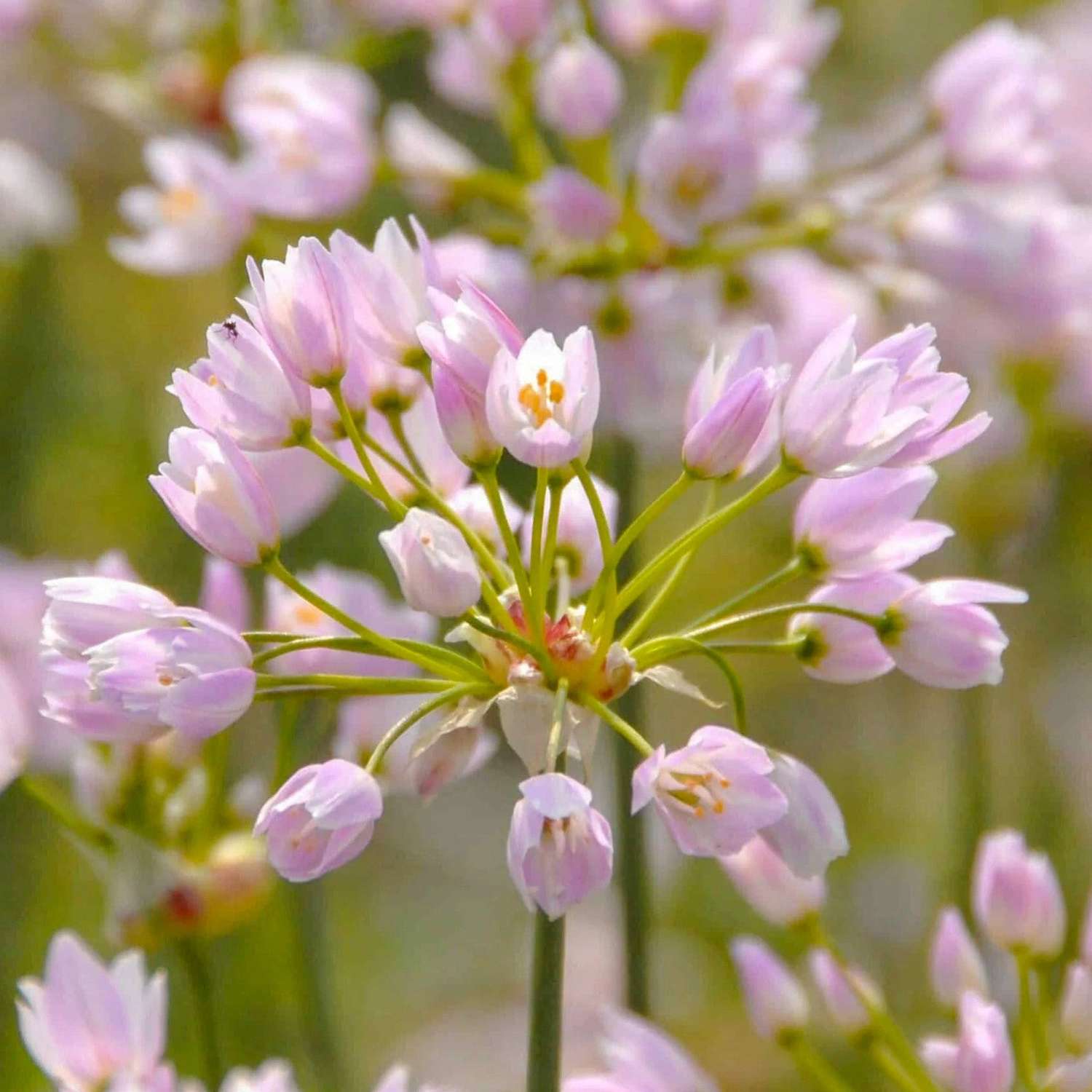 Allium (Zierlauch) 'Roseum' - Allium